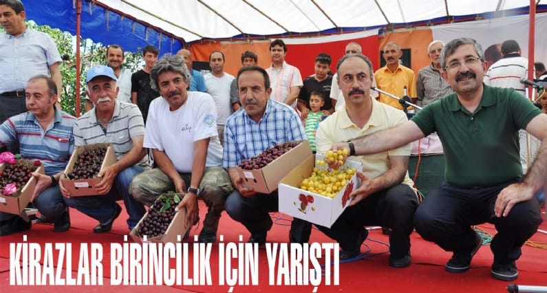 Zile Belediyesi geleneksel kiraz festivali etkinliklerinde kirazlar birincilik için yarıştı.