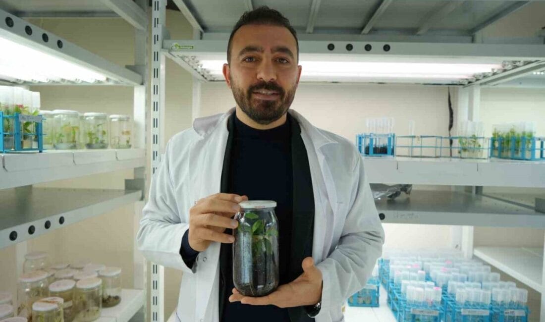 Ondokuz Mayıs Üniversitesi (OMÜ) Ziraat Fakültesi Bahçe Bitkileri Bölümü Dr.