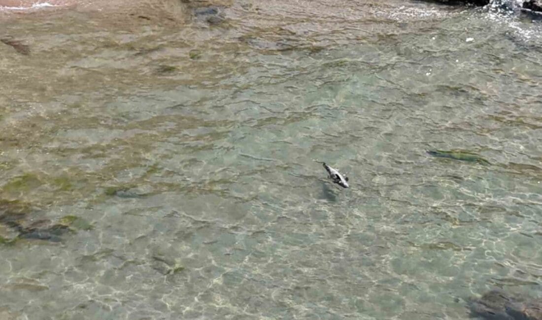 Bartın’ın Amasra ilçesinde yaralı yunus karaya vurdu. Amasra ilçesinde bulunan
