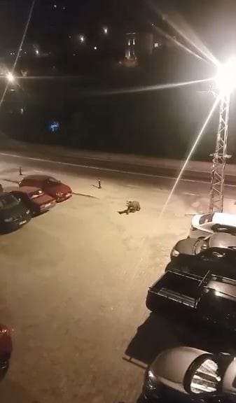 Artvin’in Borçka ilçesinde gece saatlerinde ilçe merkezine inen iki ayı,