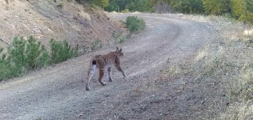 Çankırı’da doğaya yerleştirilen fotokapanlar ile nesli tükenme tehlikesi altındaki vaşak