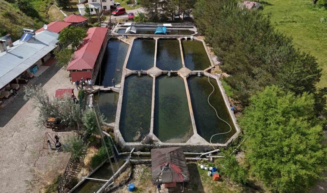 Sivas’ta üretilen milyonlarca alabalık yumurtası, farklı bölgelerde geliştirildikten sonra Avrupa