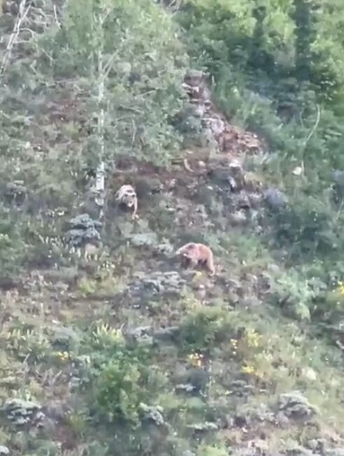 Gümüşhane’de gündüz saatlerinde kırsalda yürüyen, gece ise araç farlarından kaçarak
