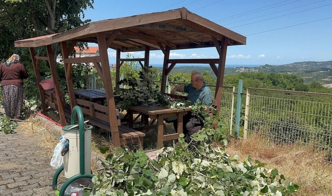 Zonguldak’ın Alaplı ilçesinde, sağlık açısından birçok faydası olduğu bilinen ıhlamur