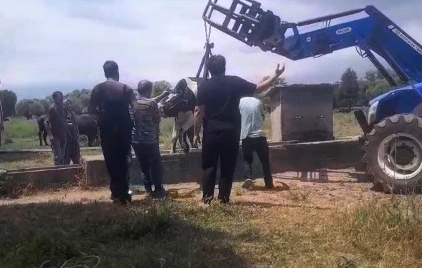 Bolu’da Yazören köyünde merada otlayan bir inek, su içmek için