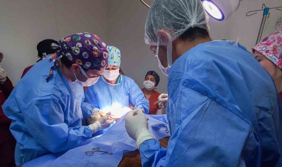Kastamonu Üniversitesi Veteriner Fakültesi Hayvan Hastanesi’nde 2025 yılının ilk 5