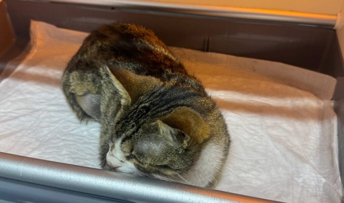 Zonguldak’ta idrarında kan fark edilen ve huzursuzluk belirtileri gösteren kedi