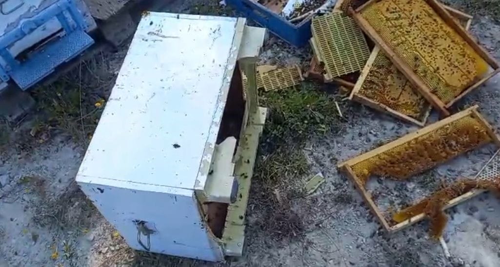 Bolu’nun Göynük ilçesinde arıcılıkla uğraşan bir vatandaşın kovanlarına ayı saldırdı.