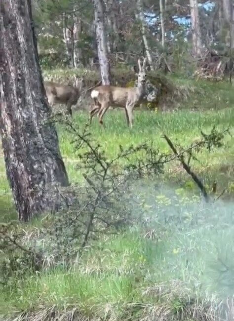 Karabük’te ormanlık alandaki karacalar, çalışma yapan orman işçileri tarafından cep