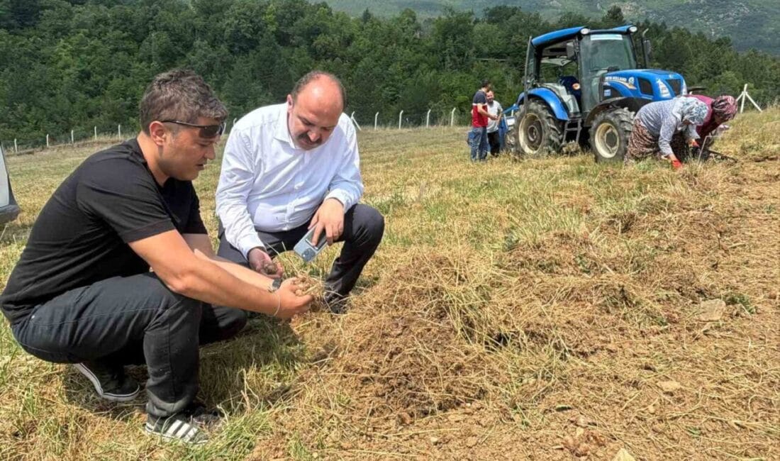 Karabük’ün Safranbolu ilçesinde, Türkiye’nin en kıymetli tarım ürünlerinden biri olan