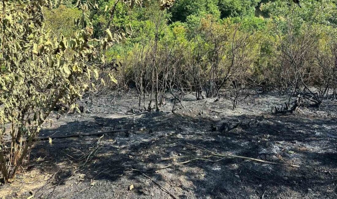 Zonguldak’ın Alaplı ilçesinde tarla temizliğinden çıktığı değerlendirilen yangında, bir dönüm