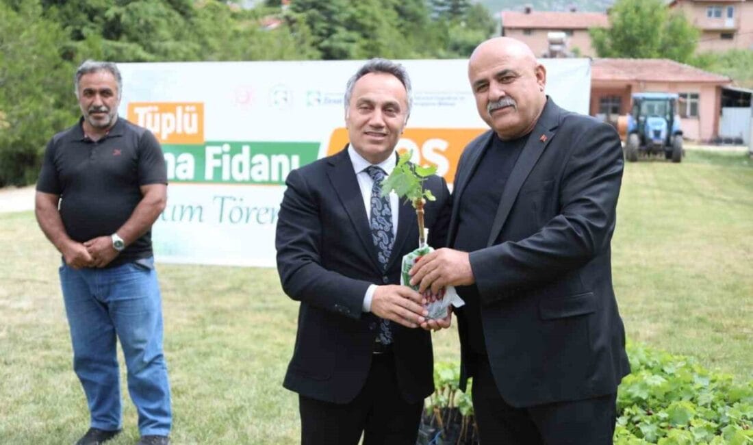 Tokat Gaziosmanpaşa Üniversitesi (TOGÜ) tarafından üretilen tüplü asma fidanları, düzenlenen