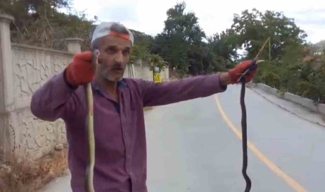 Düzce’nin Akçakoca ilçesinde bir kişinin yılanları elleriyle yakaladığı anlar saniye